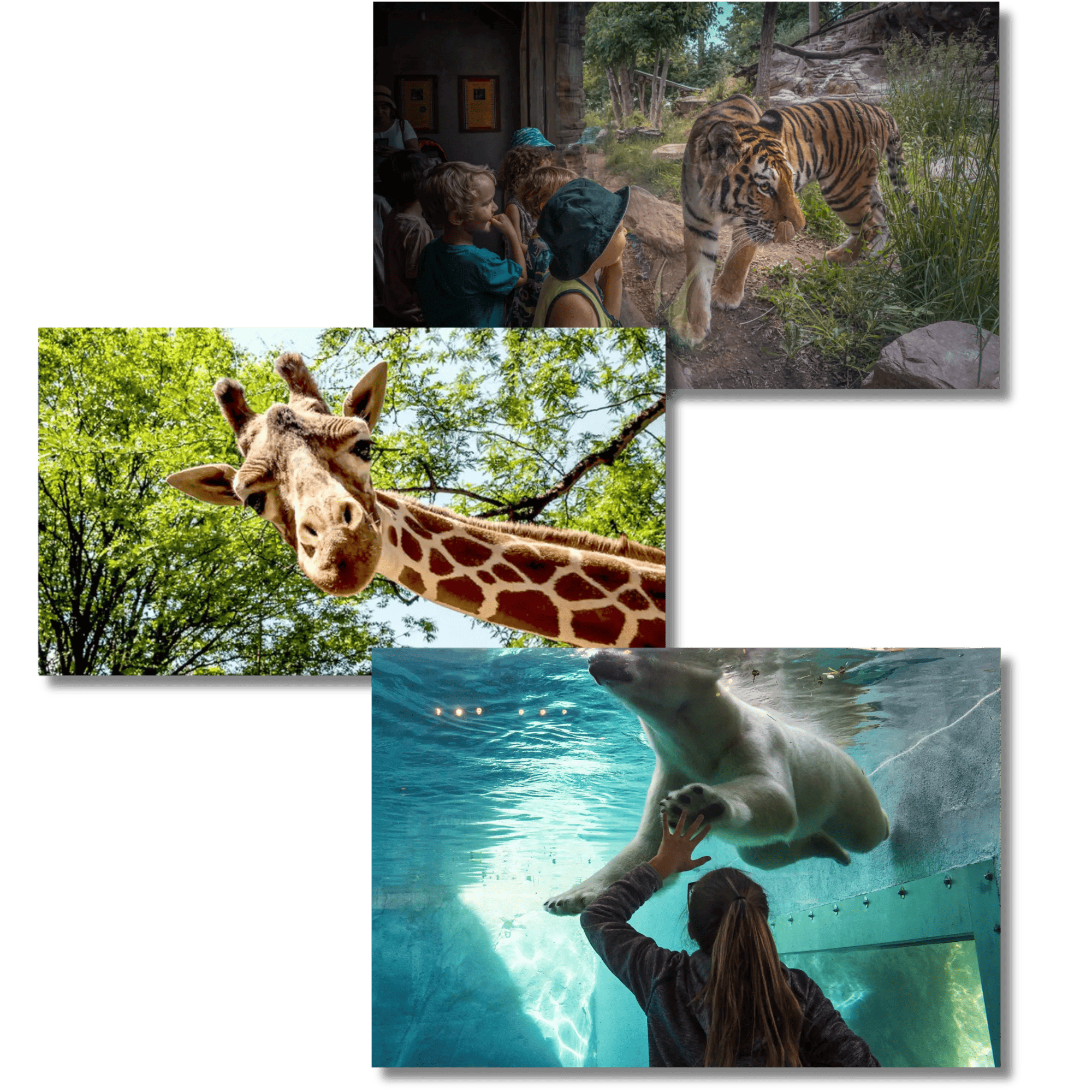 Utah Hogle Zoo
